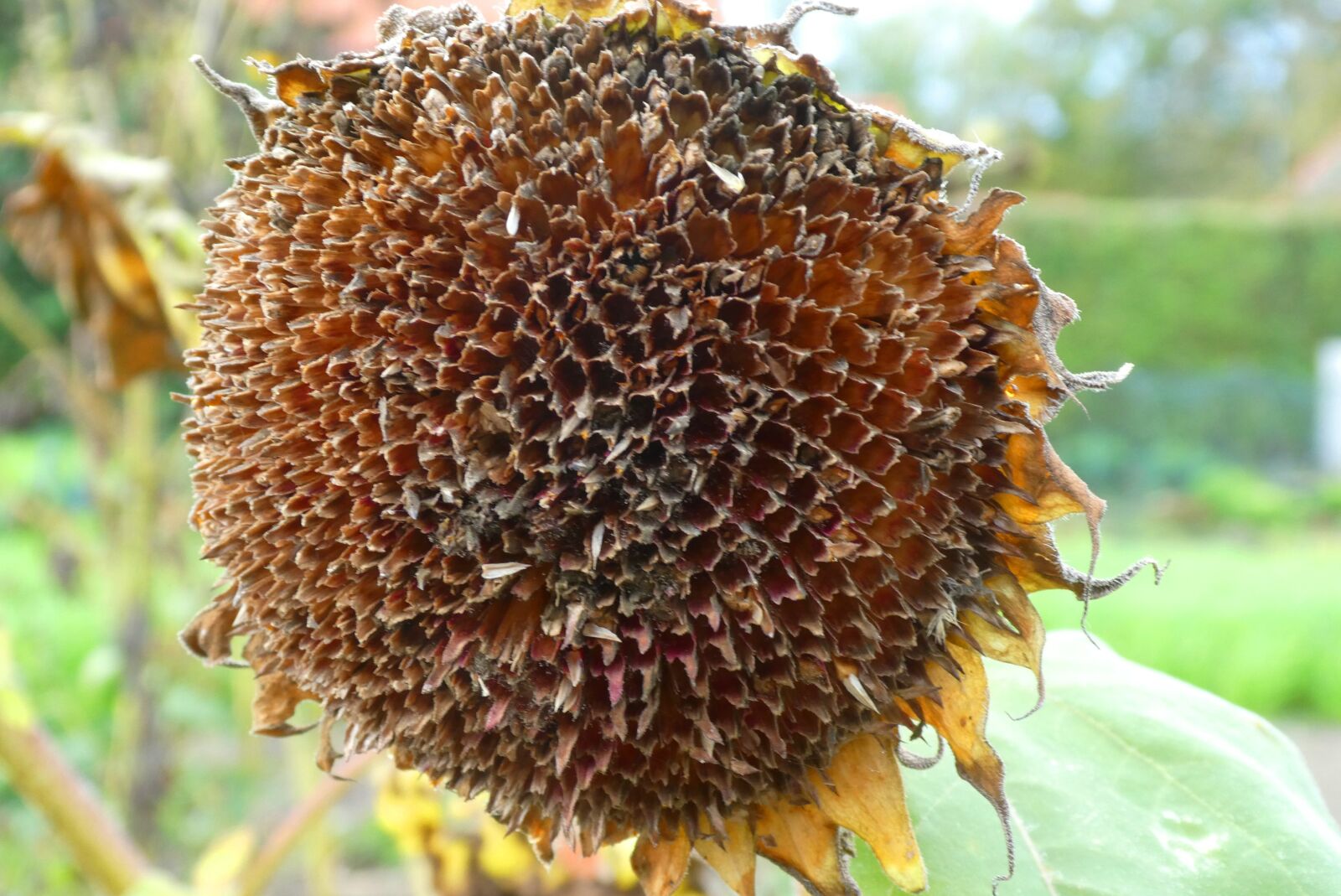 Panasonic Lumix DC-ZS70 (Lumix DC-TZ90) sample photo. Sunflower, dry, faded glory photography