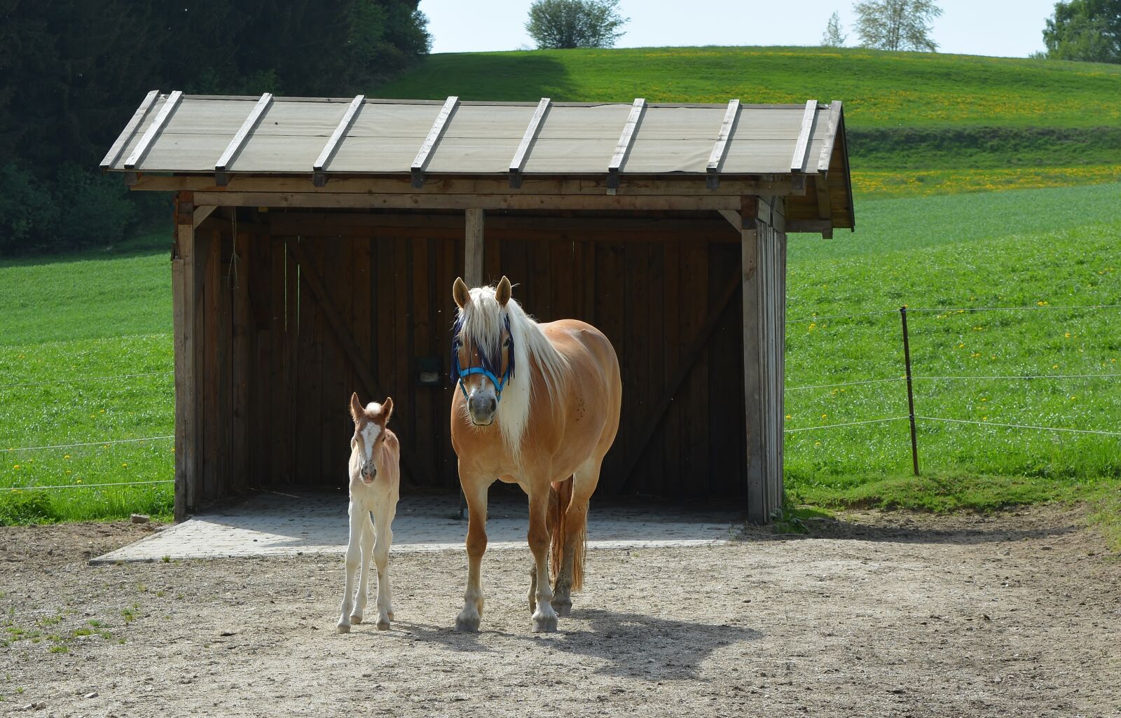 Nikon D5200 sample photo. Mare, foal photography