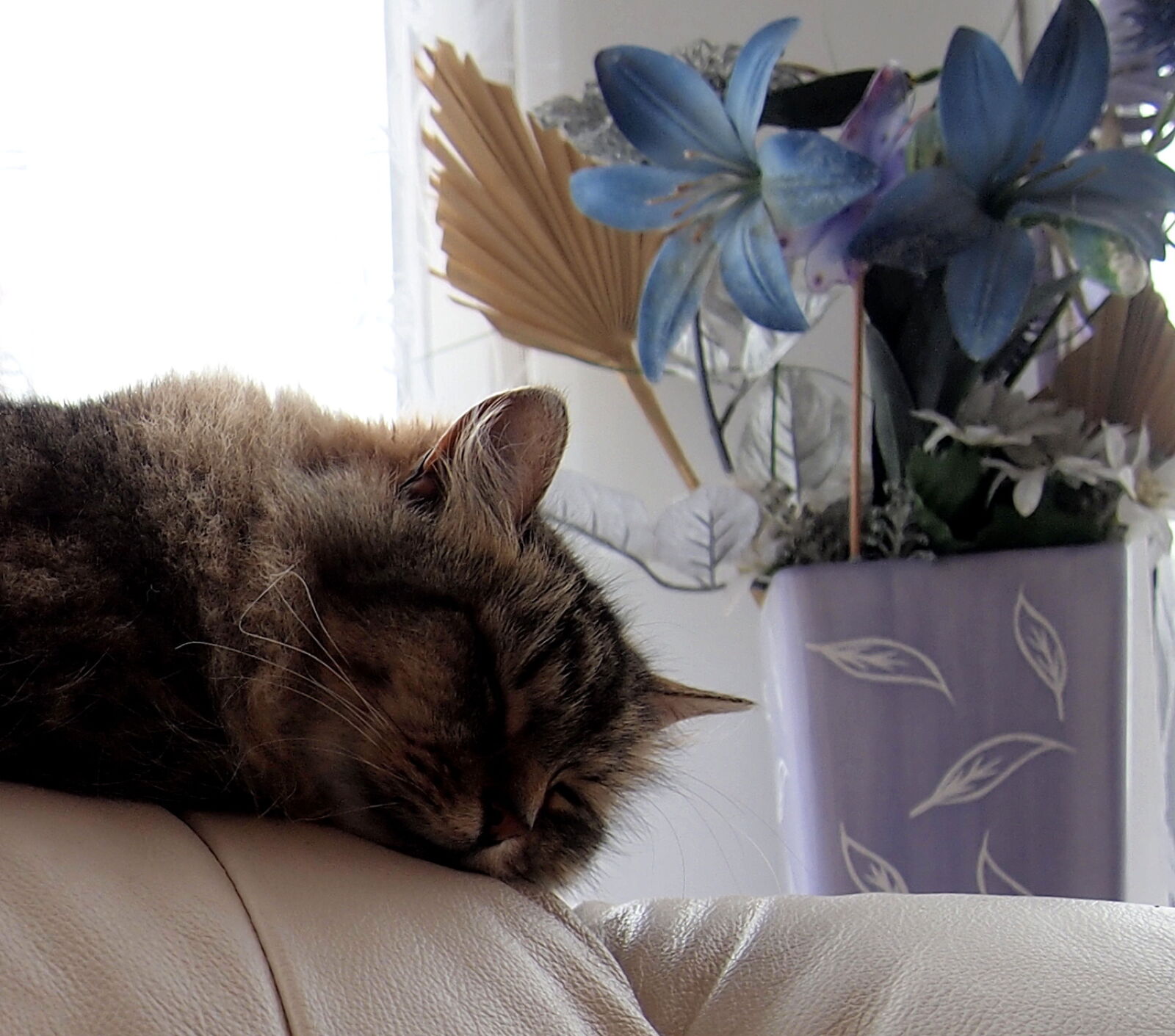 Olympus PEN E-PL2 sample photo. Animal, cat, cute, feline photography