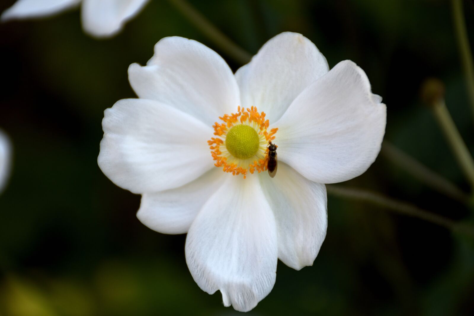 Nikon D5500 sample photo. Blossom, bloom, mosquito photography