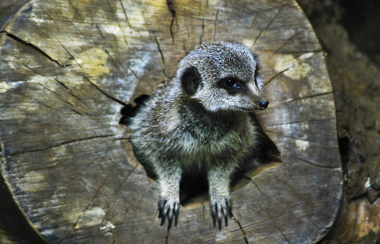 Nikon D60 sample photo. Meerkat, animal, wildlife photography