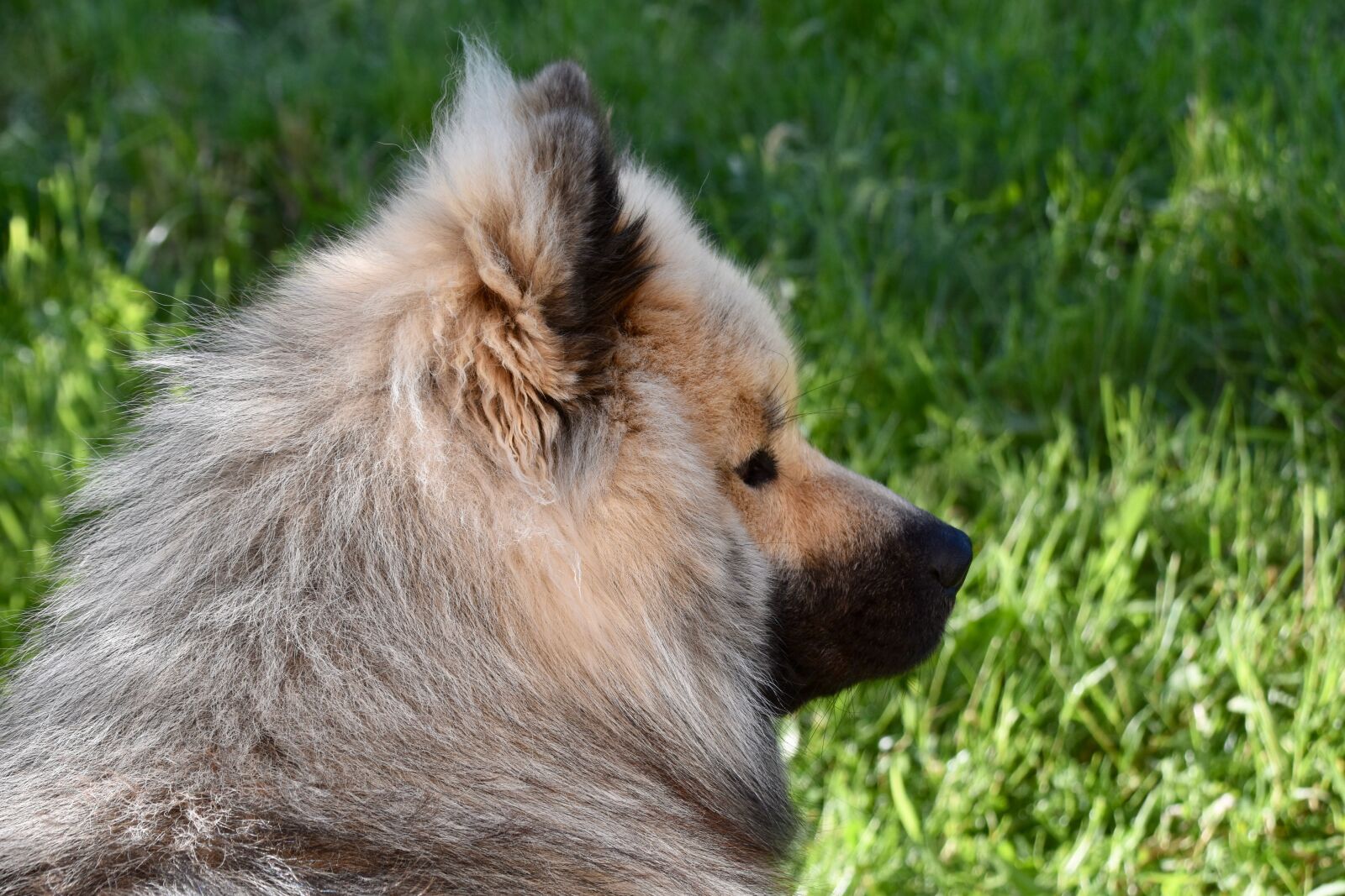 Nikon D5600 sample photo. Dog, dog portrait, dog photography