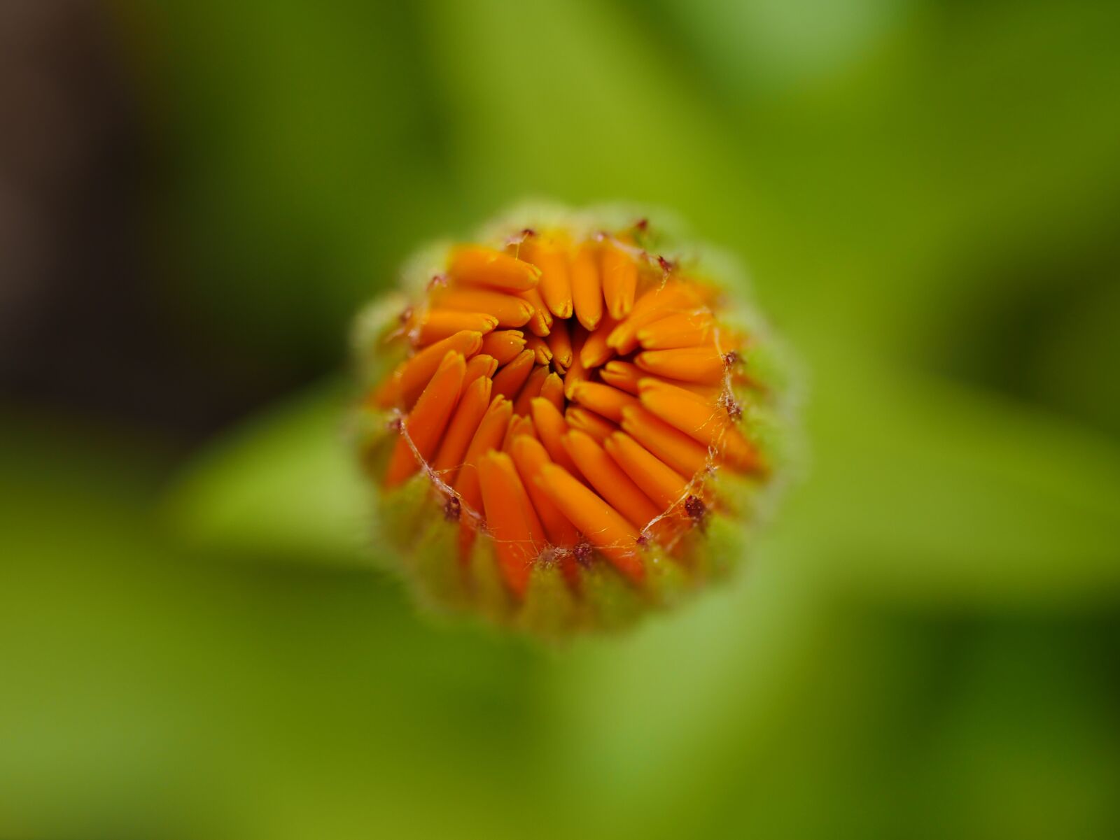 Panasonic Lumix DMC-GX85 (Lumix DMC-GX80 / Lumix DMC-GX7 Mark II) sample photo. Flower, orange, marigold photography