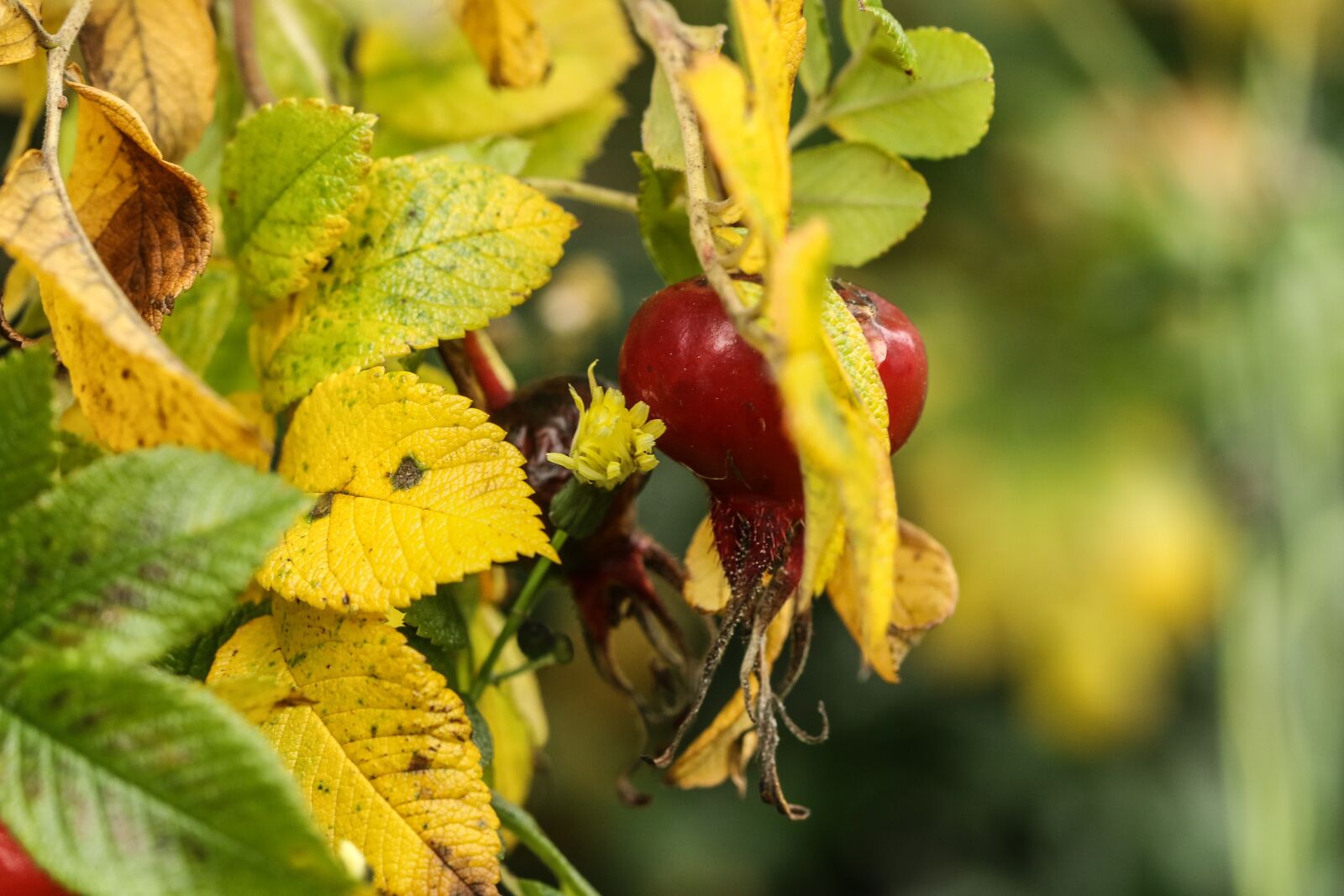 Canon EOS 7D Mark II sample photo. Herb, leaf, autumn photography