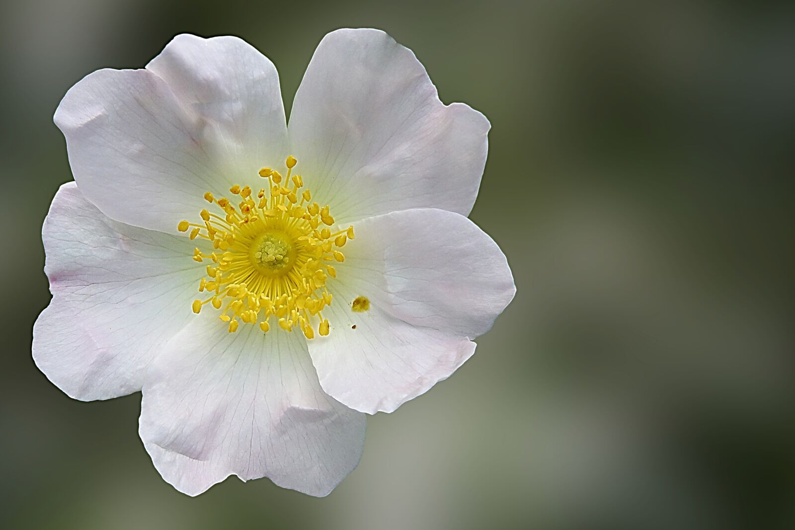 Nikon Coolpix P900 sample photo. Wild rose, rose, blossom photography