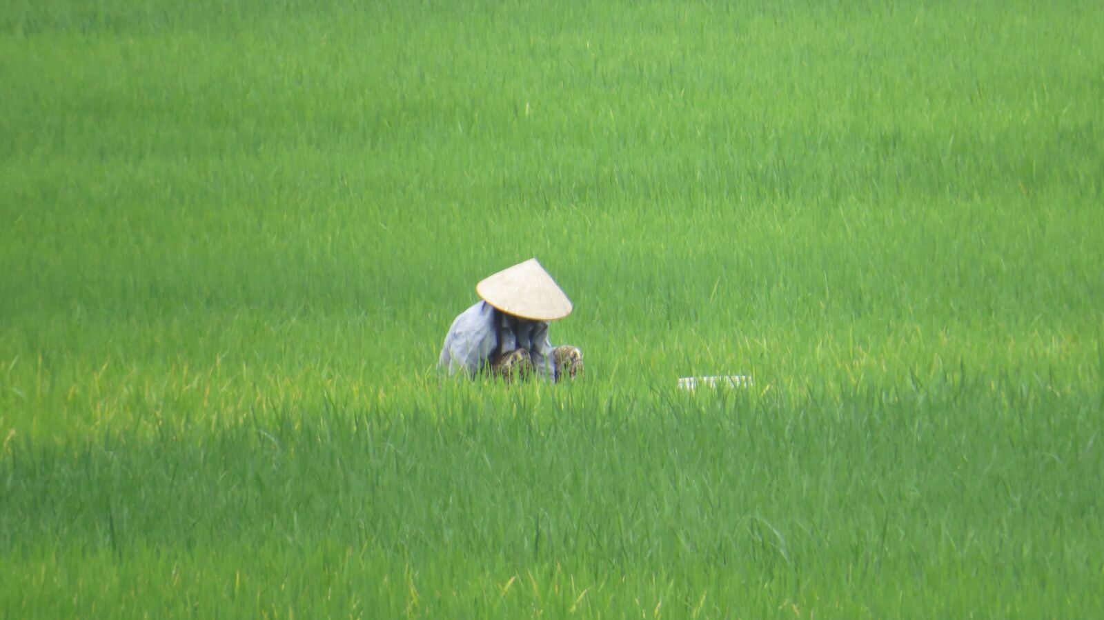 Canon PowerShot SX50 HS sample photo. Paddy, vietnam, farmer's wife photography