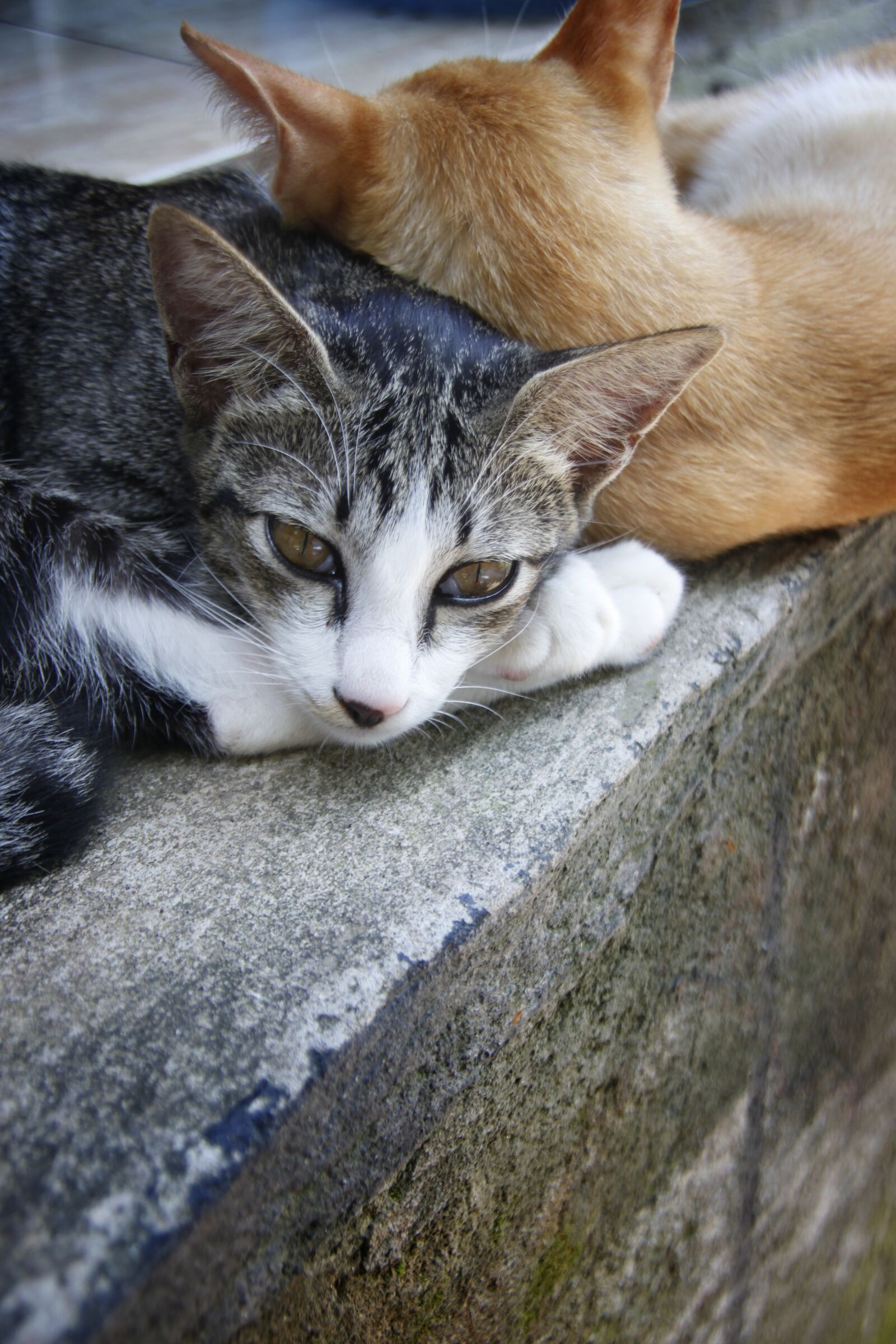 Canon EOS 500D (EOS Rebel T1i / EOS Kiss X3) sample photo. Cat, animal, pet photography