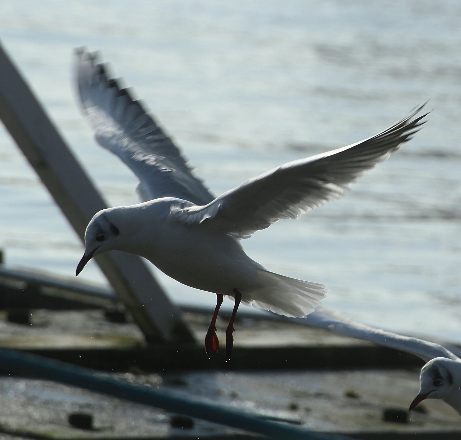 Canon EOS 600D (Rebel EOS T3i / EOS Kiss X5) sample photo. Black headed gull, bird photography
