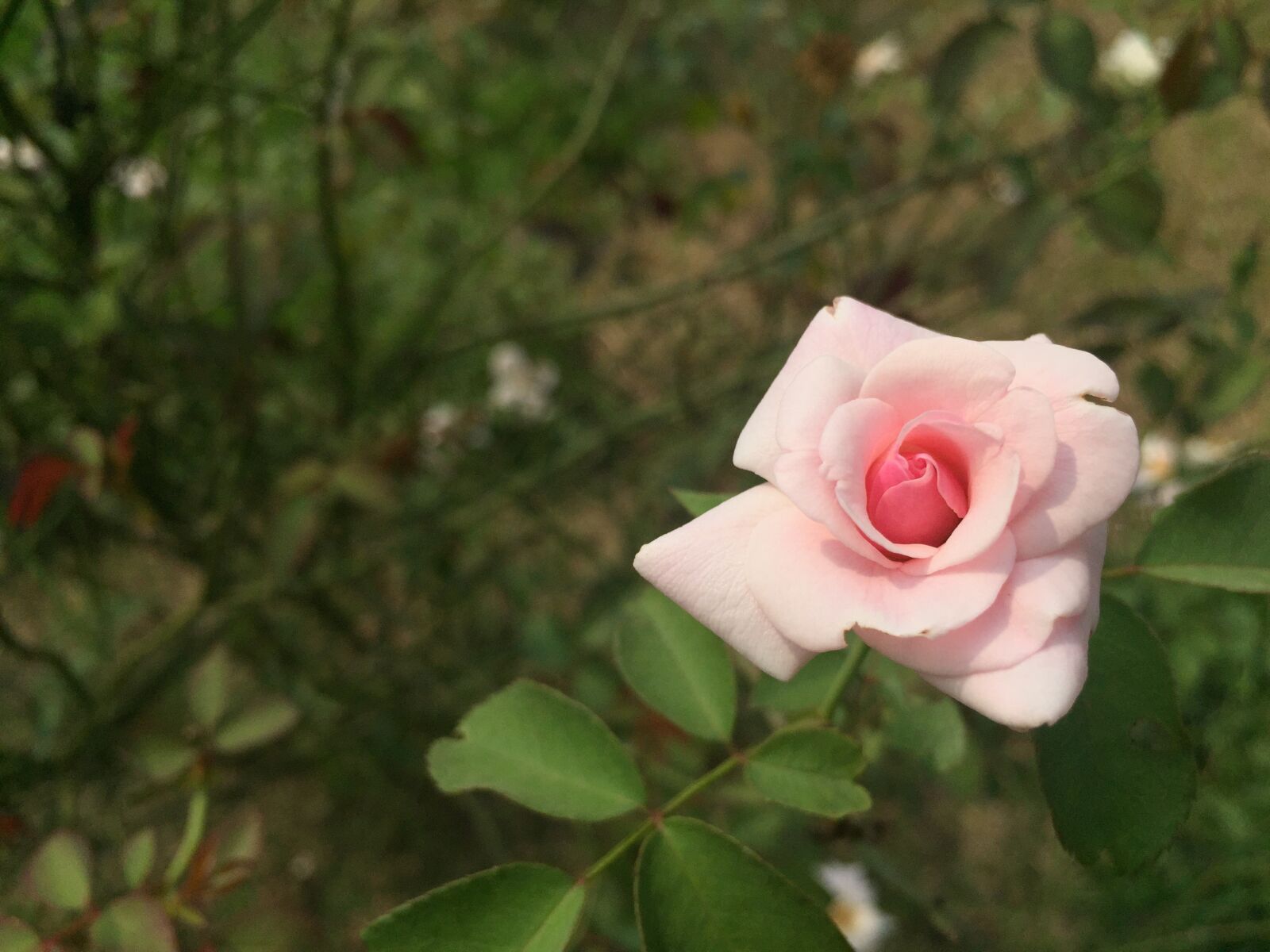 Apple iPhone 6 sample photo. Rose, flower, roses photography