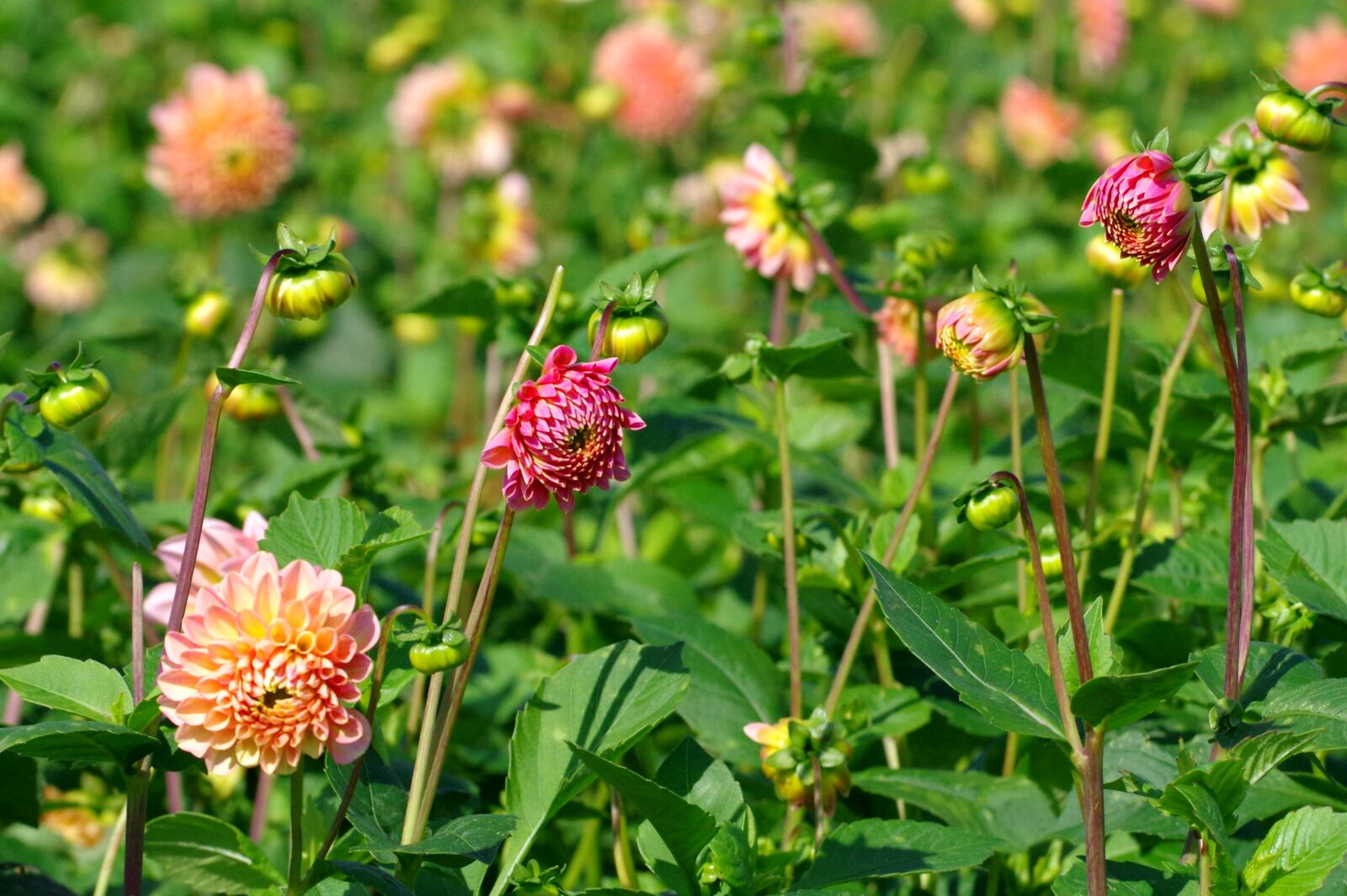 Pentax K-3 sample photo. Dahlias, blossom, bloom photography
