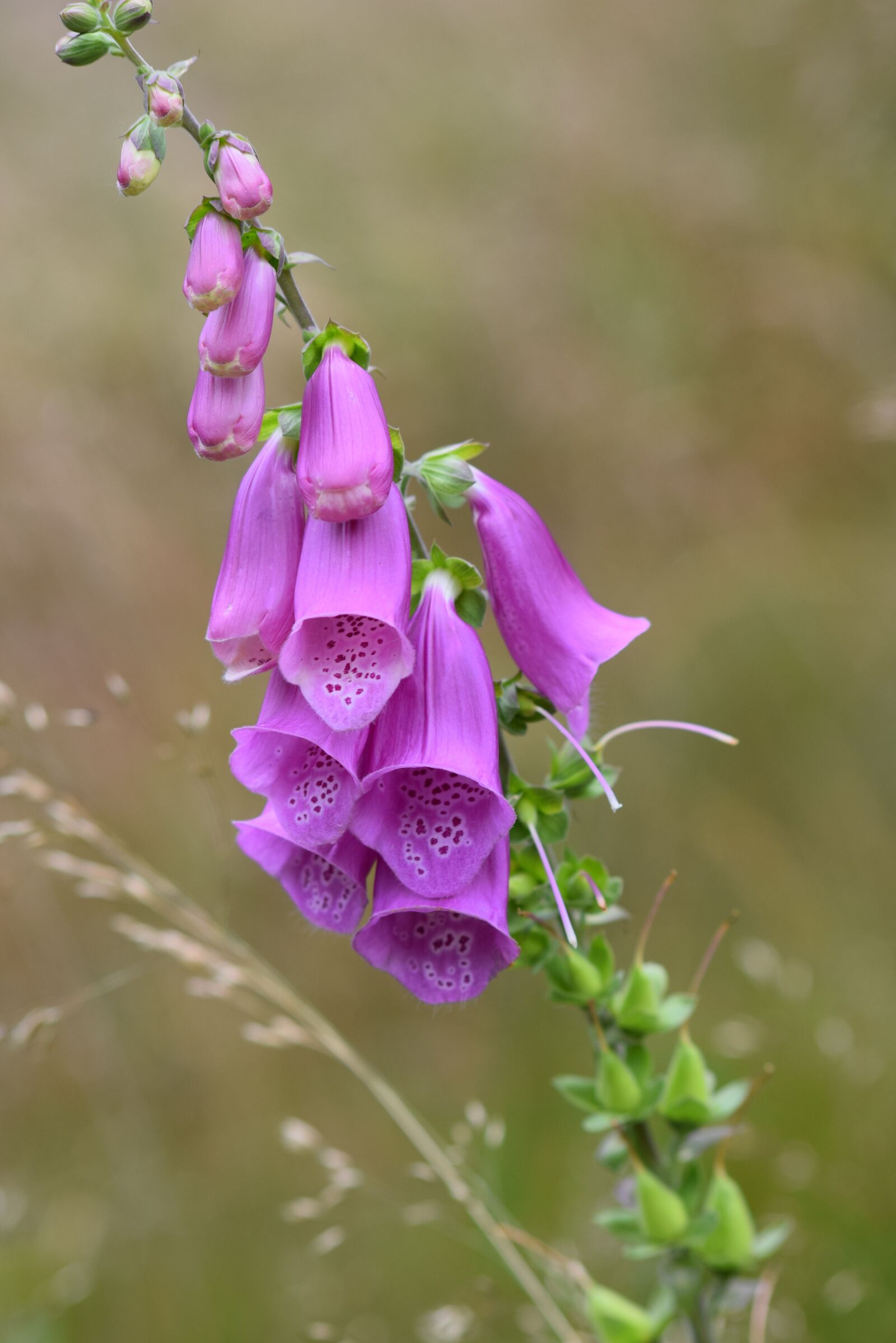 Nikon D5300 sample photo. Thimble, forest, flower photography