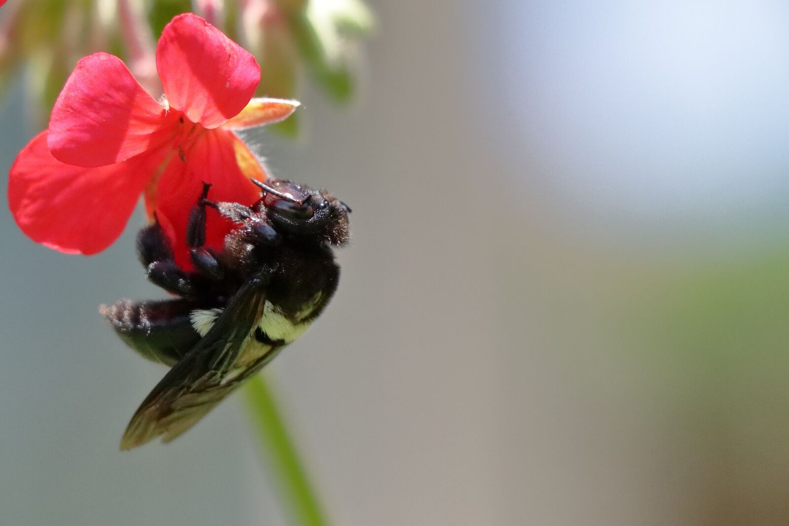 Canon EF-S 18-135mm F3.5-5.6 IS USM sample photo. Bee, insect, nature photography
