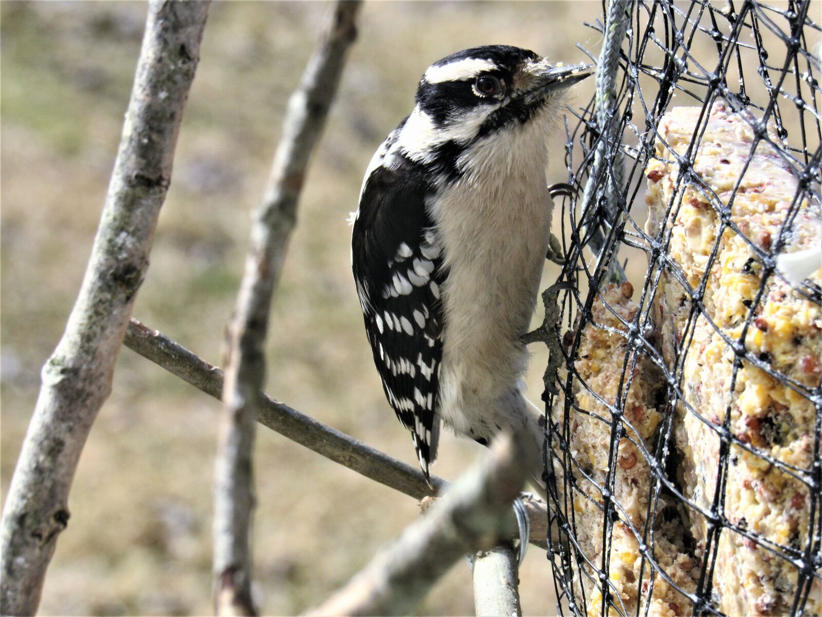 Canon PowerShot SX530 HS sample photo. Woodpecker, downy, downy woodpecker photography