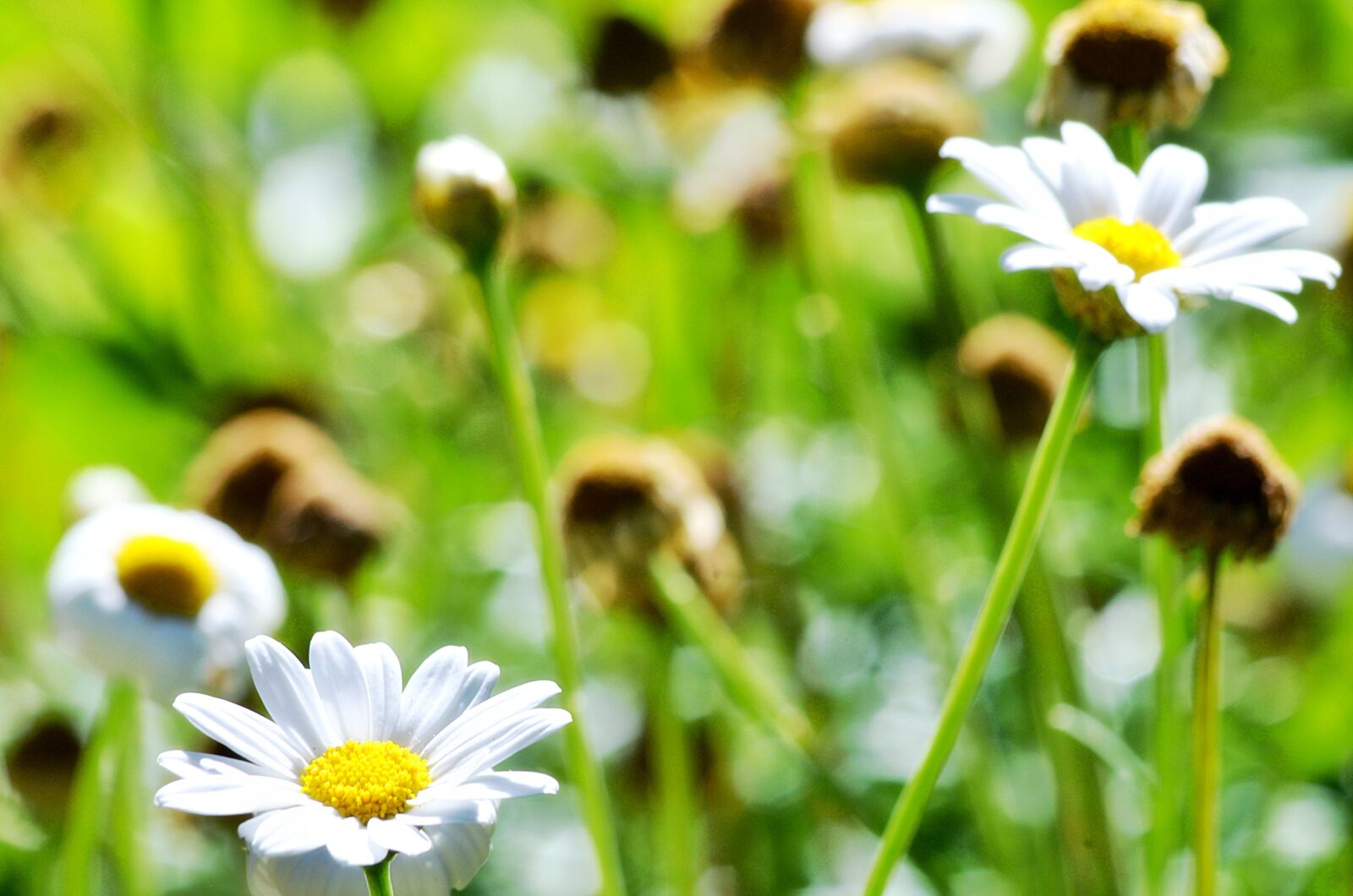 Nikon D5100 sample photo. Flower, garden, spring photography