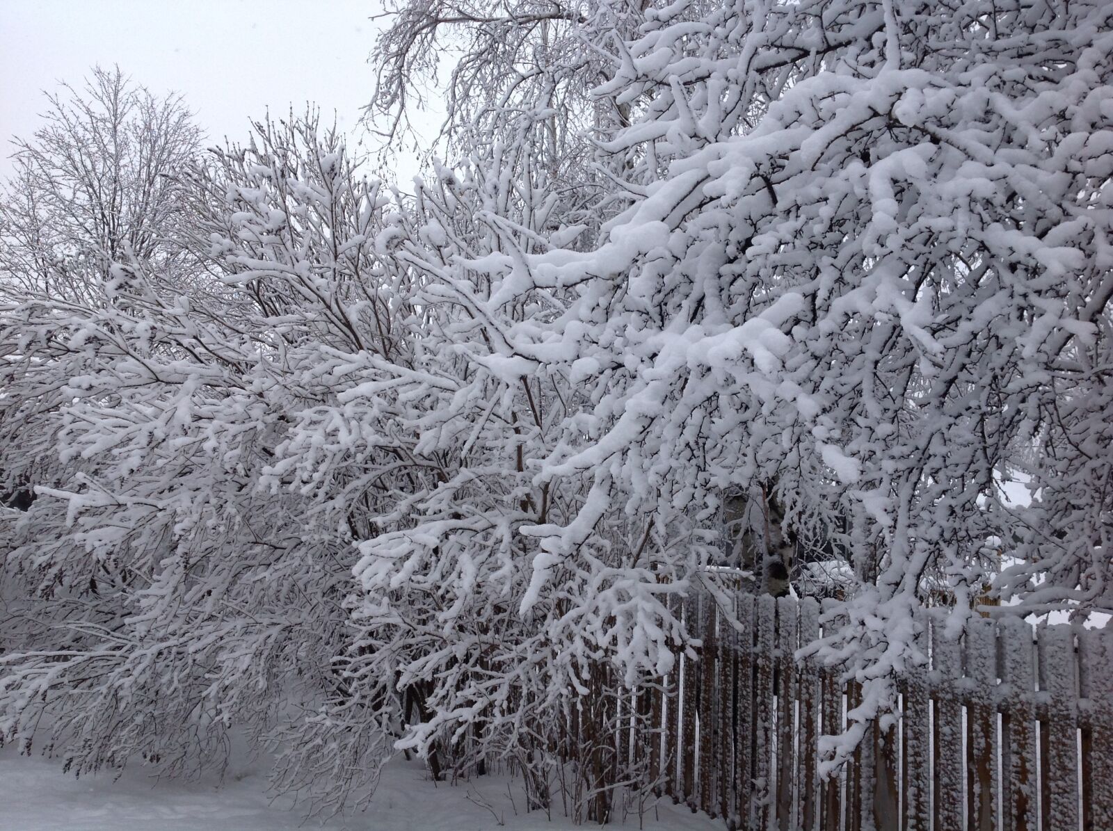 Apple iPad sample photo. Snow, trees, winter photography