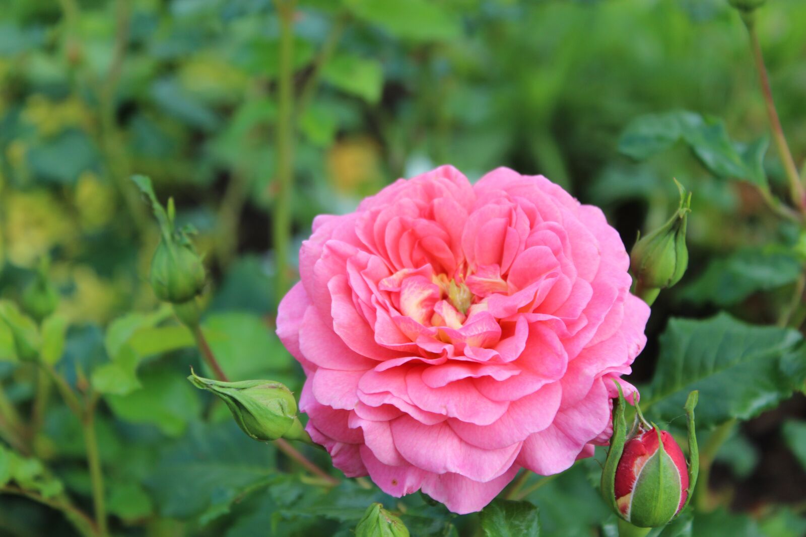 Canon EOS 1300D (EOS Rebel T6 / EOS Kiss X80) sample photo. Flowers, rose, blossom photography