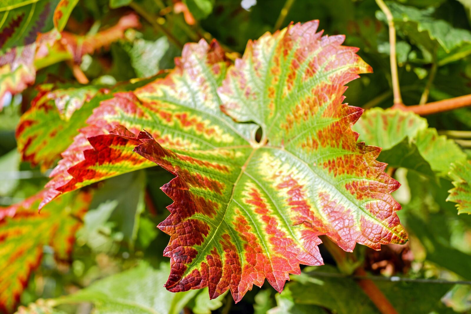 Fujifilm X-T10 + Fujifilm XF 35mm F1.4 R sample photo. Wine leaf, leaf, colorful photography