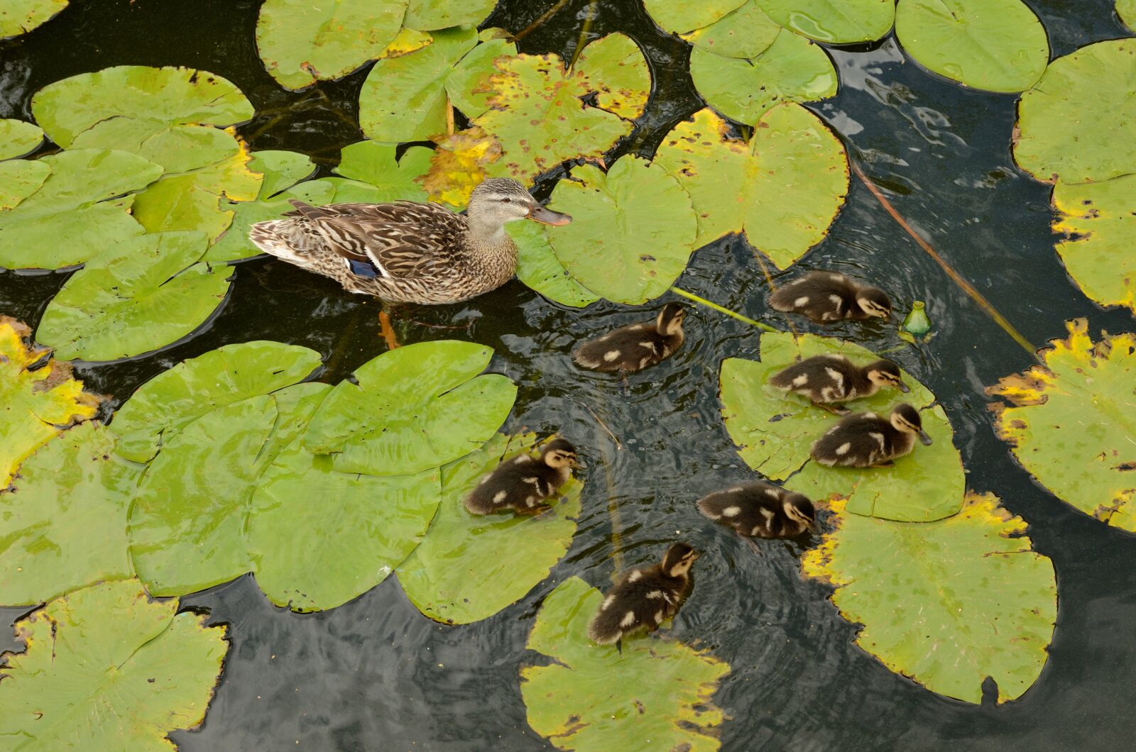 Nikon D7000 sample photo. Duck, ducklings, water photography
