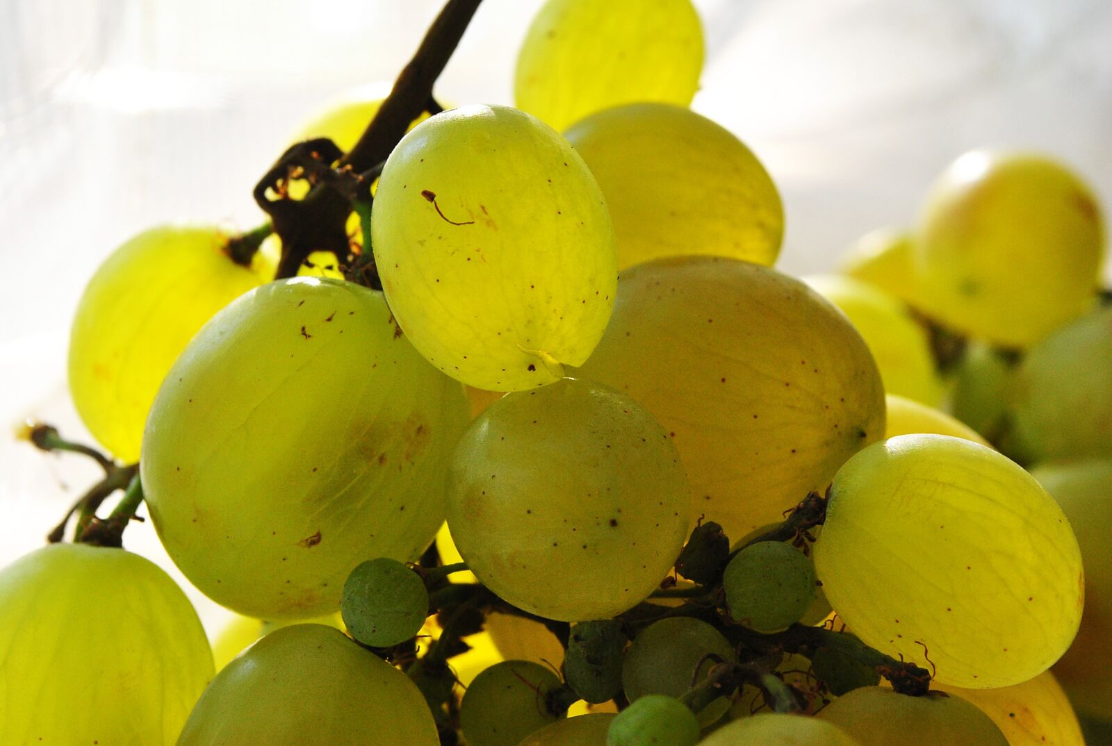 Nikon D3000 sample photo. Grapes, berry, light photography