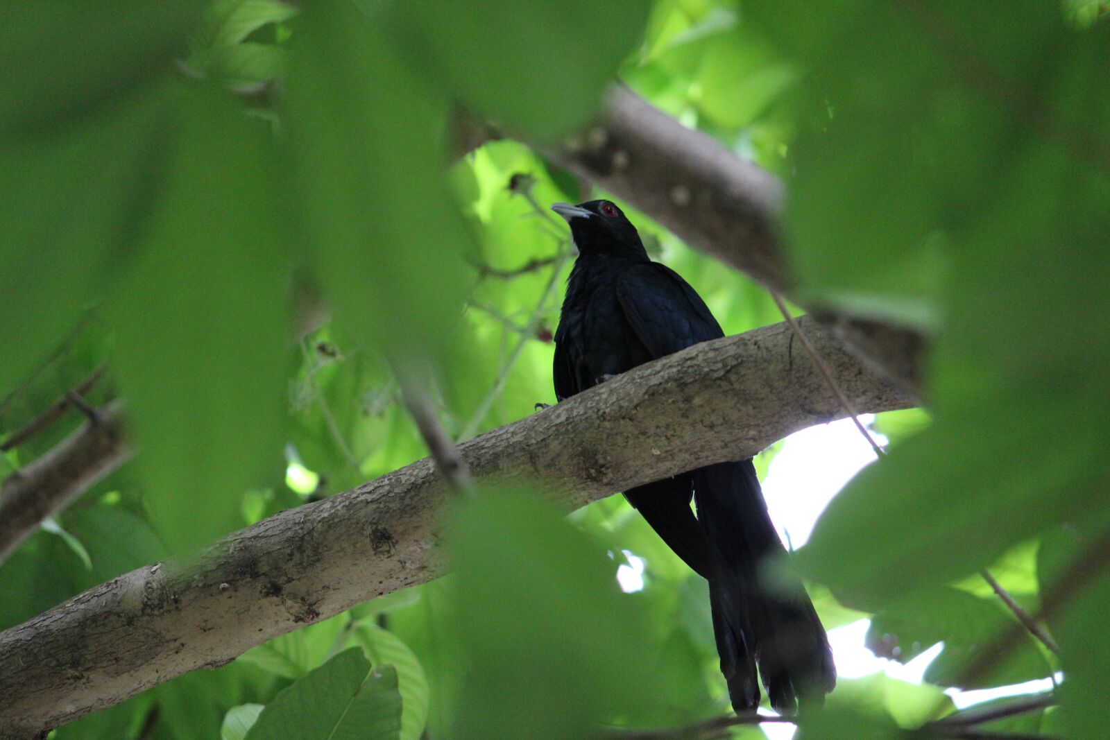 Canon EOS 1200D (EOS Rebel T5 / EOS Kiss X70 / EOS Hi) sample photo. Bird, koel, cuckoo photography
