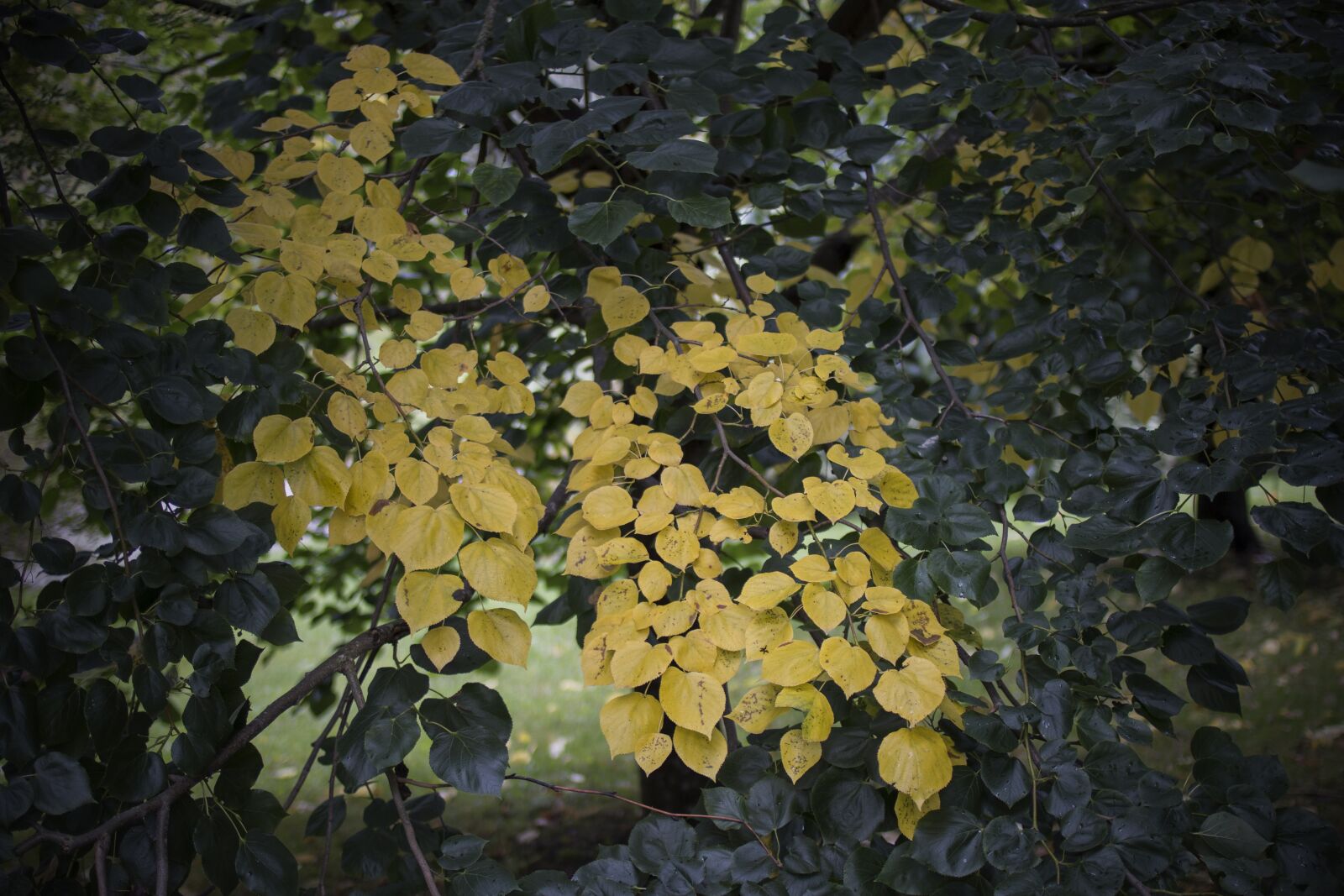 Canon EF 35mm F2 sample photo. Bush, yellow, fall colors photography