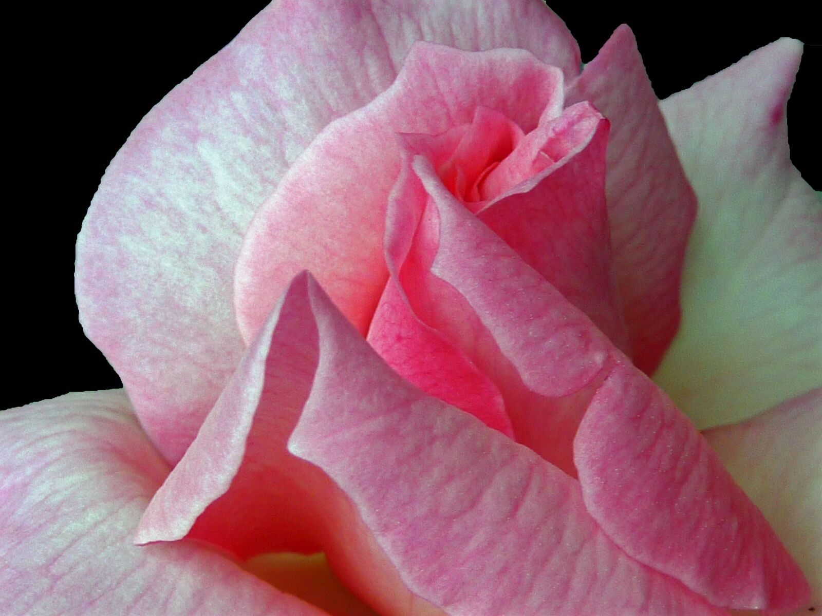 Panasonic DMC-TZ7 sample photo. Rose, red, rose blooms photography