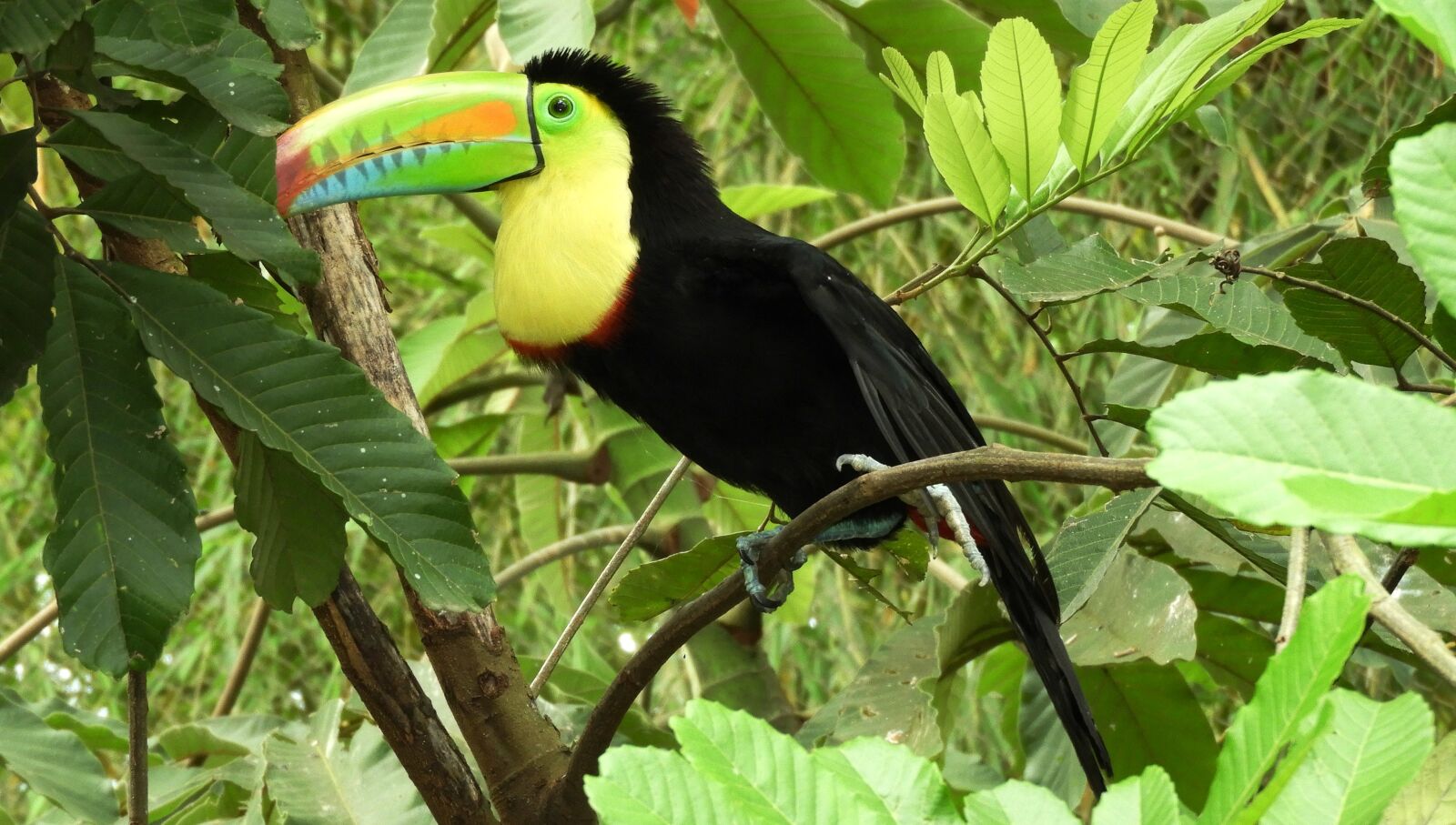 Nikon Coolpix B700 sample photo. Ave, bird, tucan photography