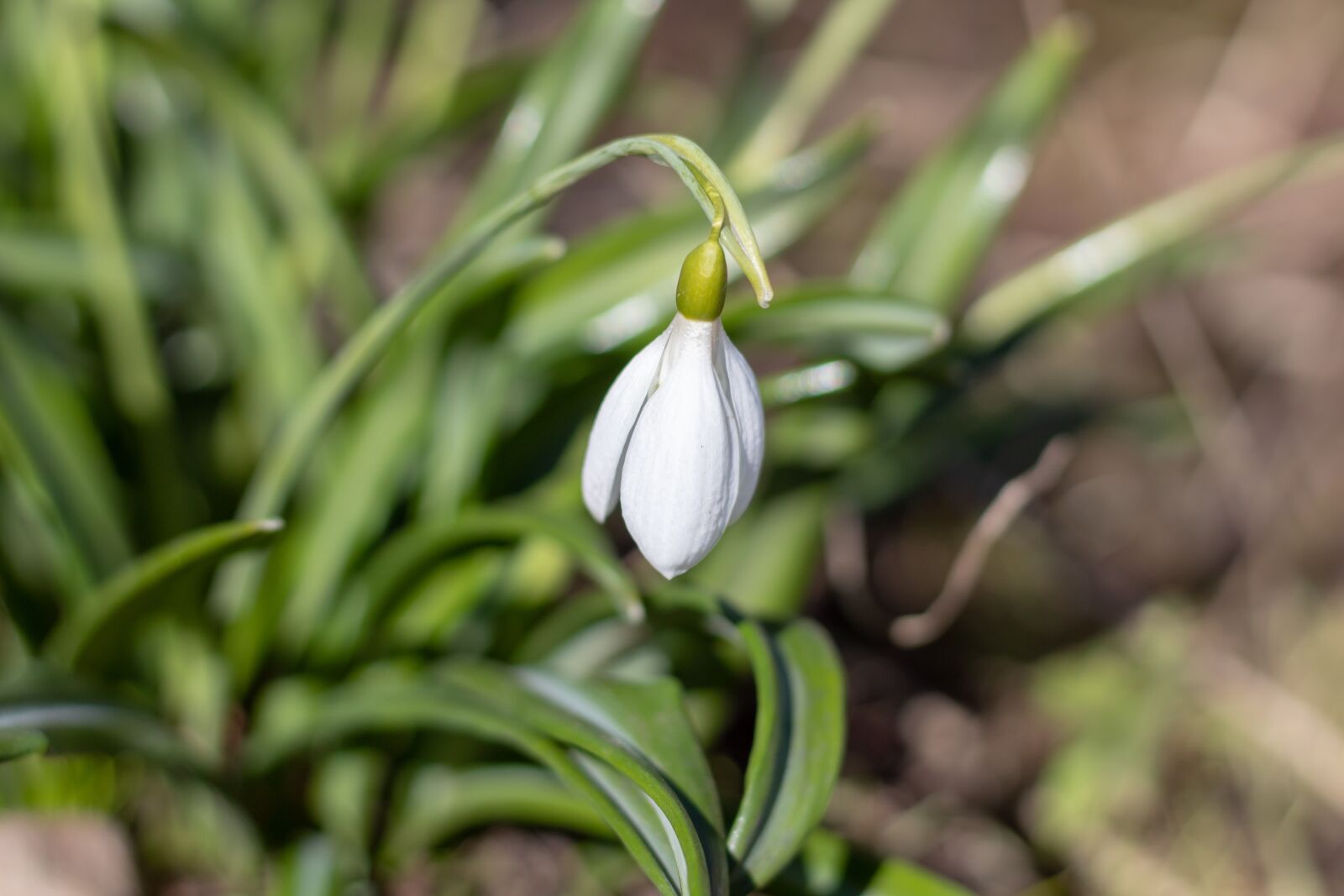 Canon EOS 1300D (EOS Rebel T6 / EOS Kiss X80) + Canon EF 50mm F1.8 STM sample photo. Snowdrop, flowers, spring photography