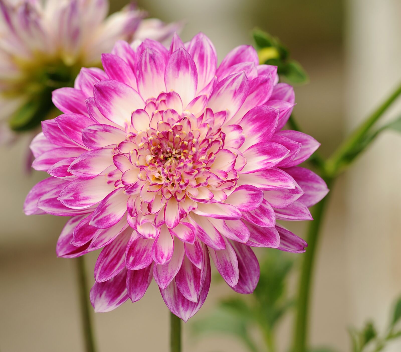 Nikon D3S sample photo. Dahlia, flower, plant photography