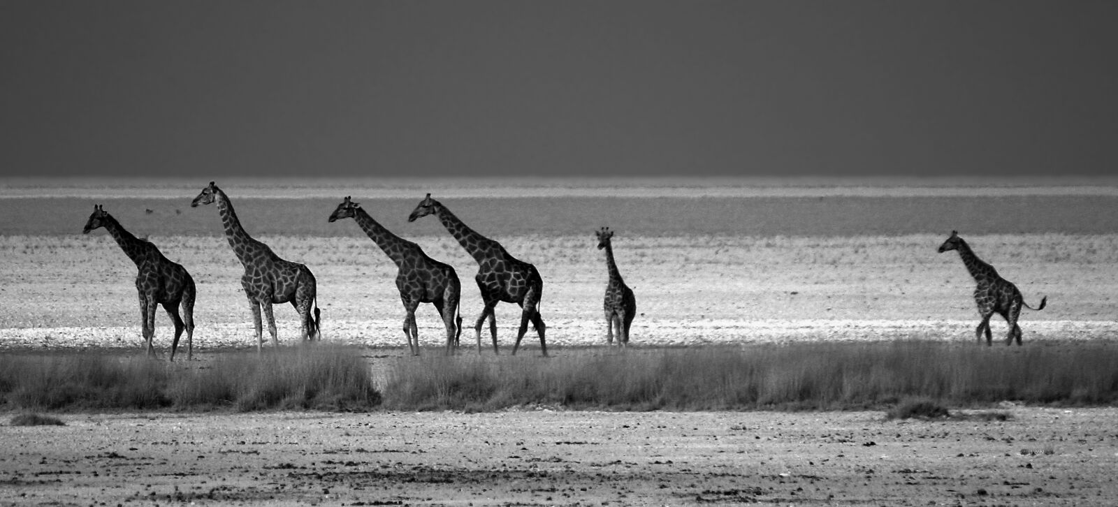 Canon EOS 300D (EOS Digital Rebel / EOS Kiss Digital) sample photo. Giraffes, flock, savannah photography