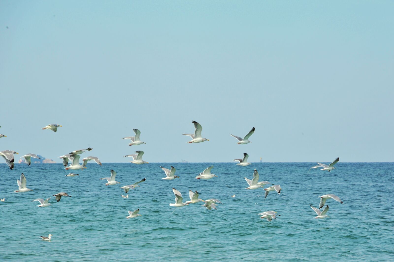 Nikon D700 sample photo. Sea, seagull, birds photography