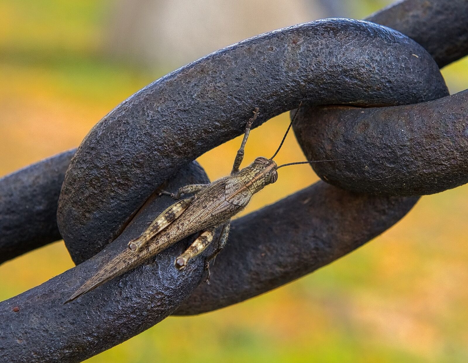 Nikon D800 sample photo. Grasshopper, insect, bug photography