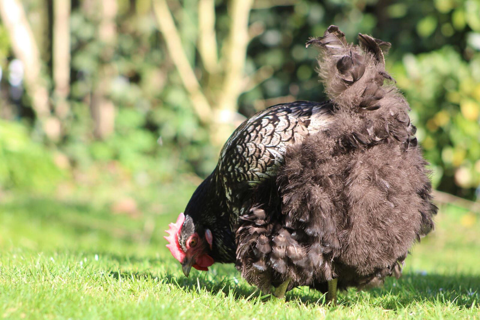 Canon EOS 2000D (EOS Rebel T7 / EOS Kiss X90 / EOS 1500D) sample photo. Chicken, hen, poultry photography