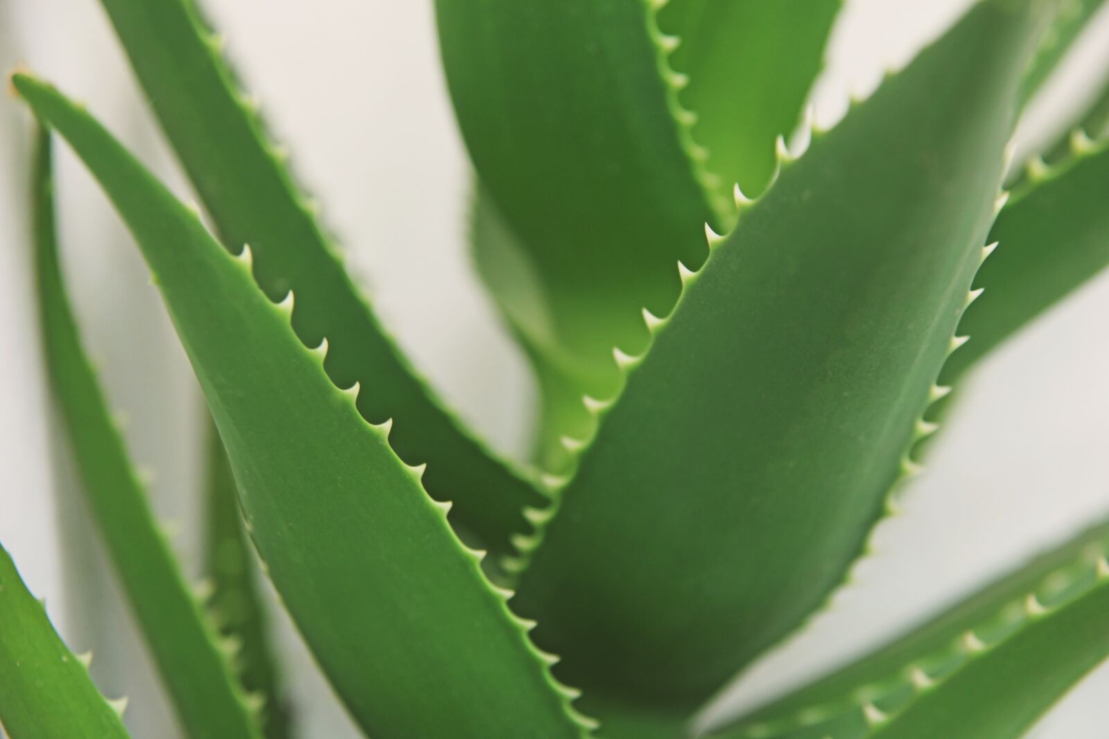 Canon EOS 60D sample photo. Aloe, foliage, green photography