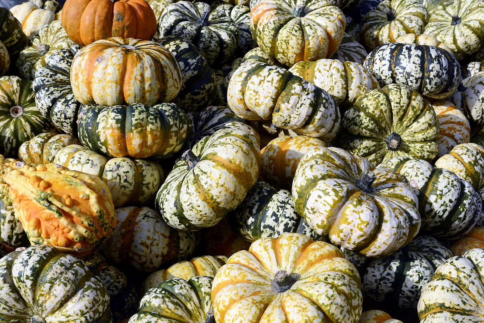 Nikon D7100 sample photo. Pumpkin, gourd, autumn photography