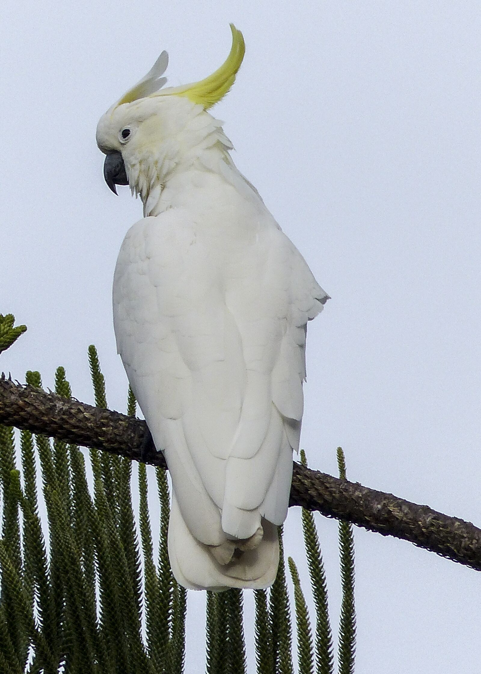 Panasonic Lumix DMC-FZ200 sample photo. Cockatoo, white, yellow photography