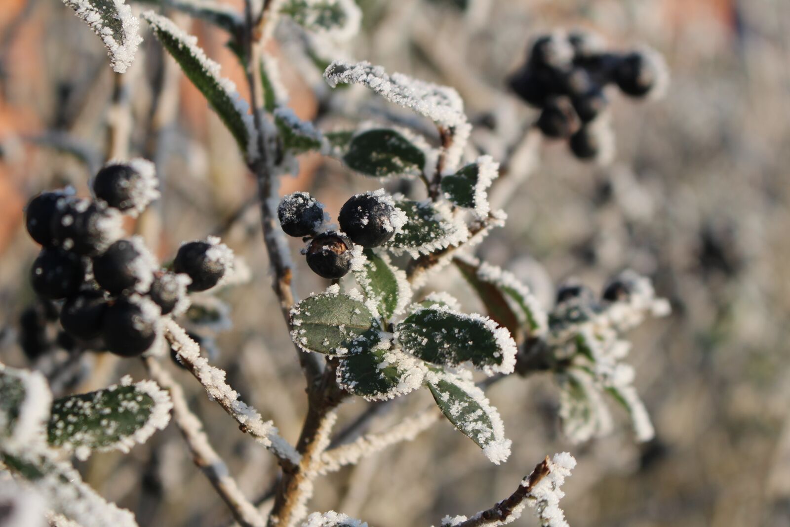 Canon EOS 100D (EOS Rebel SL1 / EOS Kiss X7) sample photo. Frost, forest, landscape photography