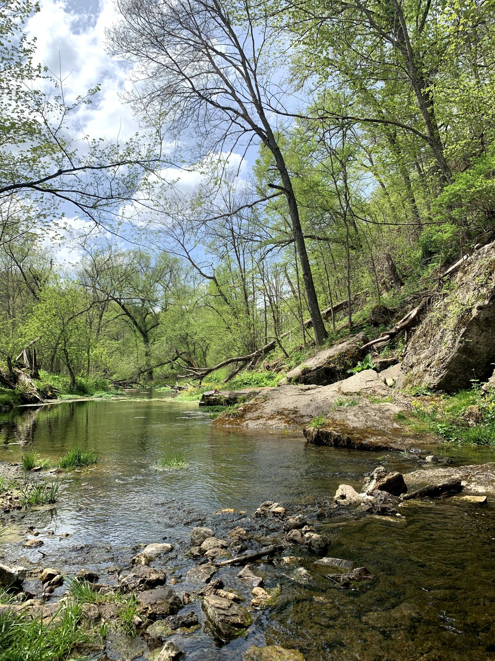 iPhone XR back camera 4.25mm f/1.8 sample photo. Jungle, streams, tree photography