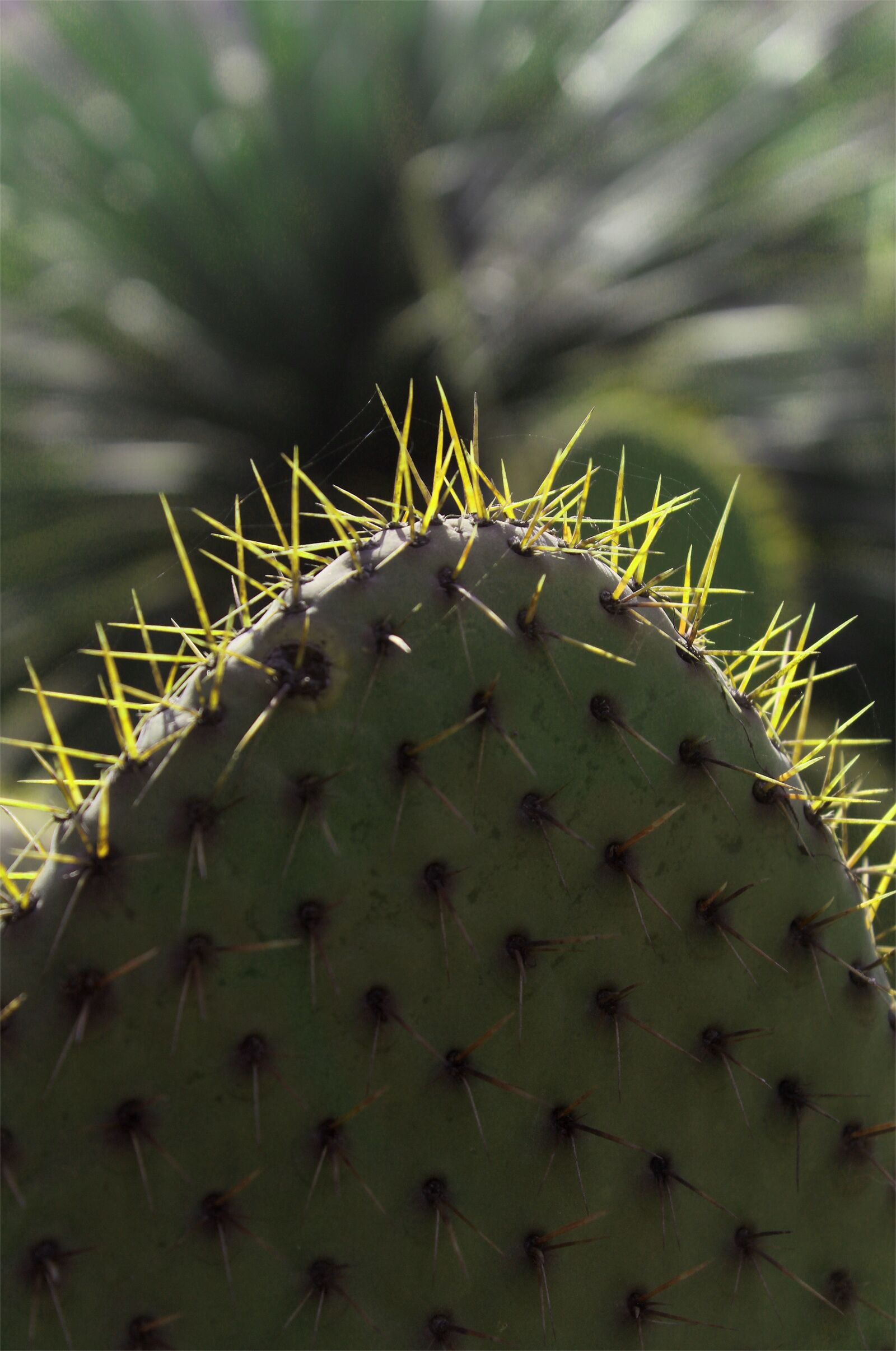 Canon EOS 1300D (EOS Rebel T6 / EOS Kiss X80) sample photo. Dry weather, cactus, thorny photography