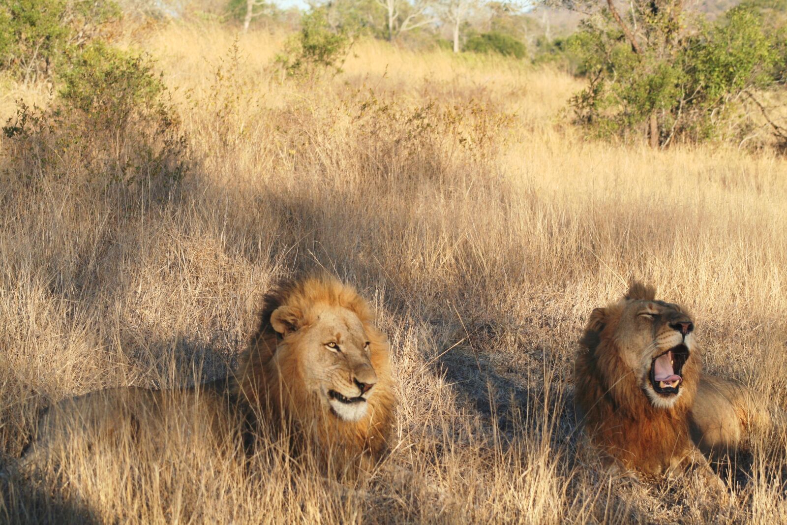 Canon EOS 350D (EOS Digital Rebel XT / EOS Kiss Digital N) sample photo. Mammal, animal, lion pair photography