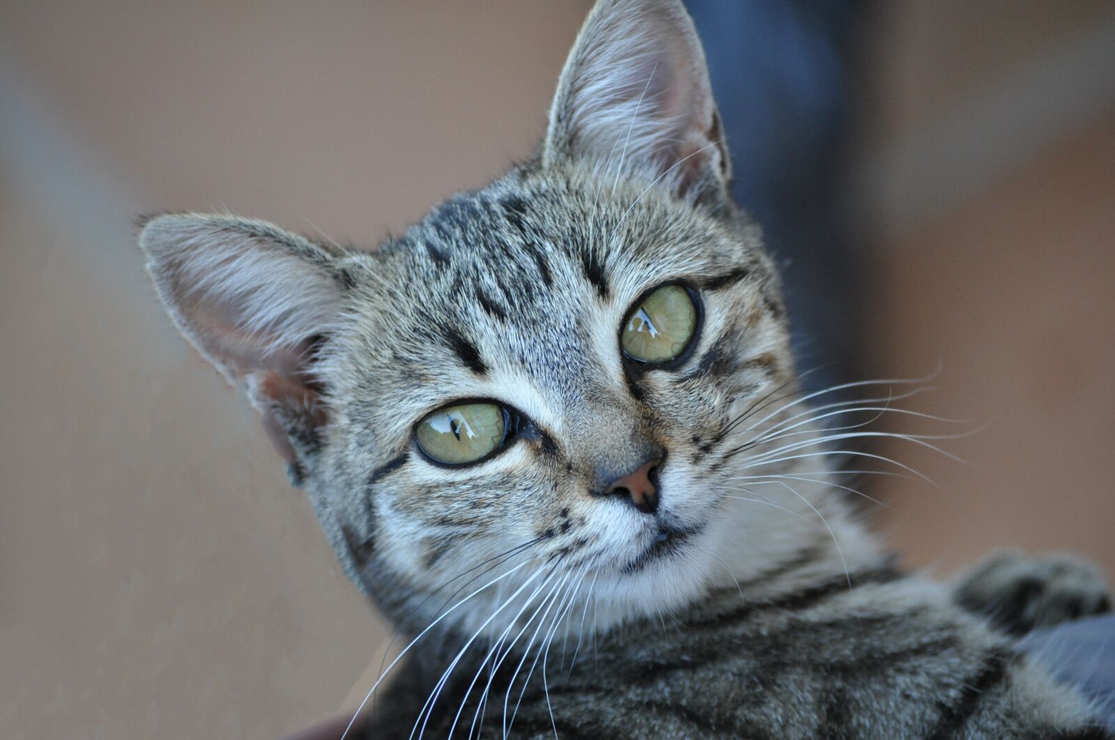 Nikon D5000 sample photo. Cat, tiger, grey photography