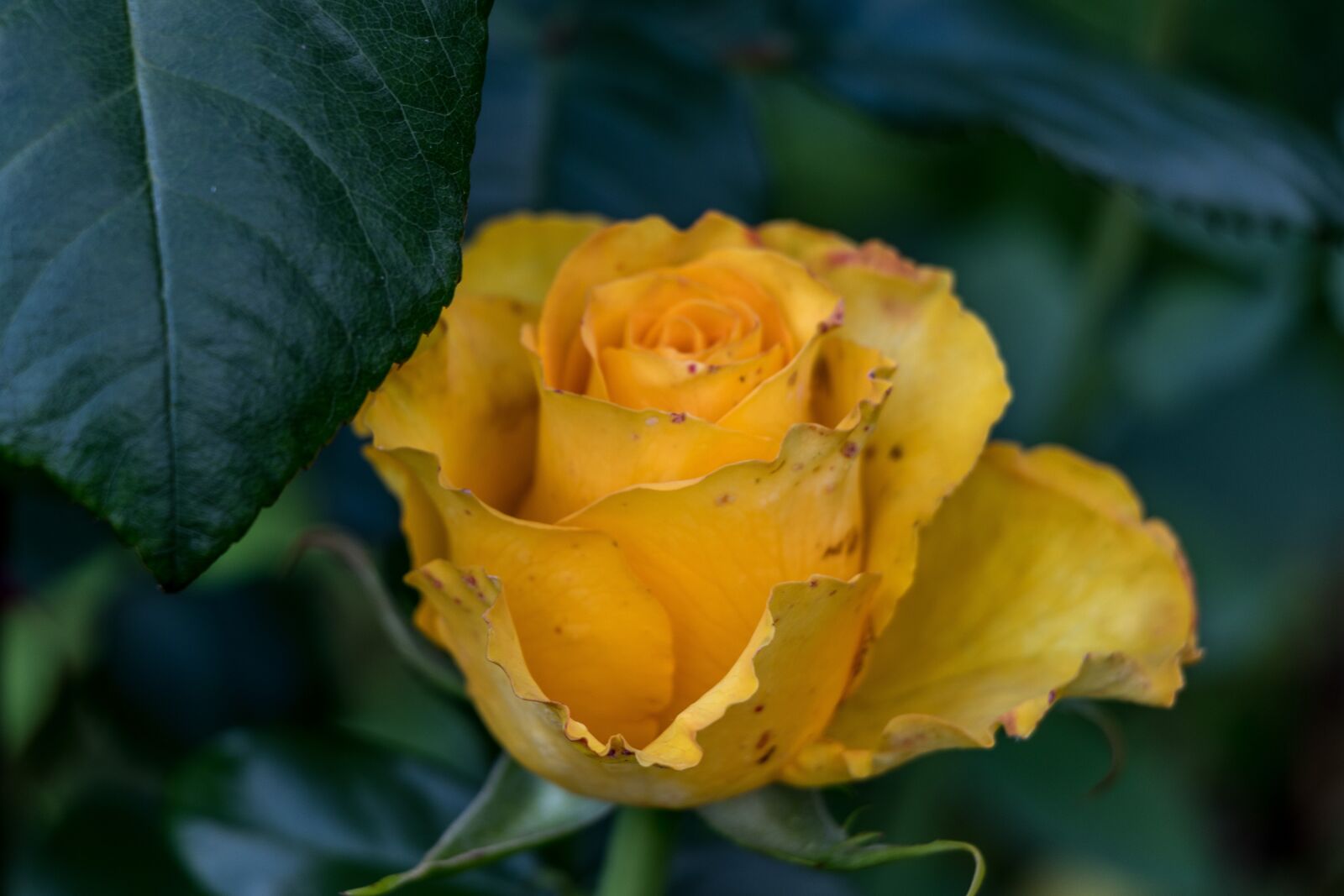 Canon EOS 80D sample photo. Rose, flower, petals photography