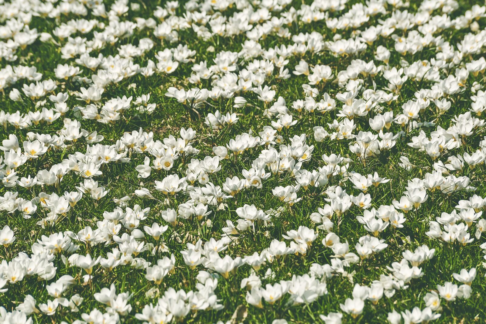 Sony DT 55-300mm F4.5-5.6 SAM sample photo. Crocus, flower meadow, white photography