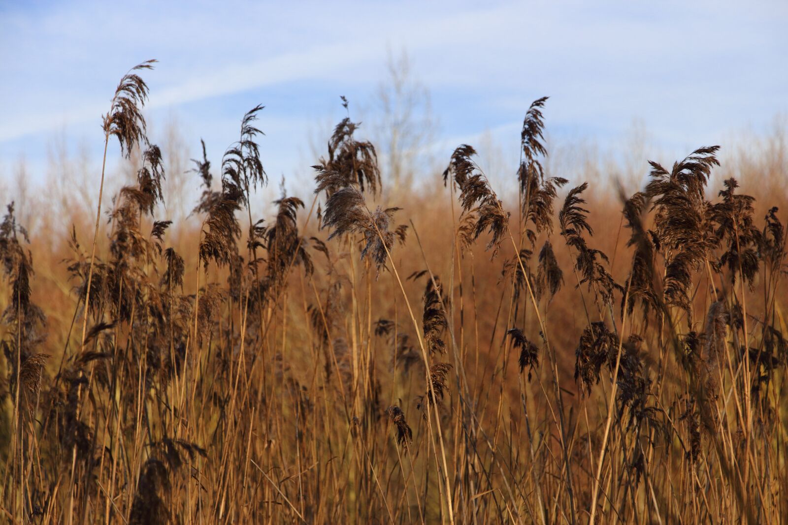 Canon EOS 700D (EOS Rebel T5i / EOS Kiss X7i) sample photo. Reed, bank, nature photography