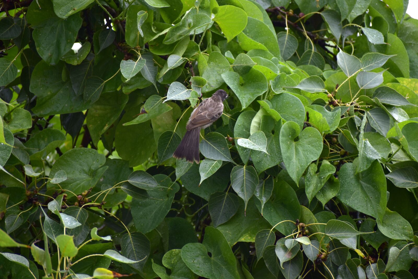 Nikon D5600 sample photo. Black sparrow, bird, nature photography
