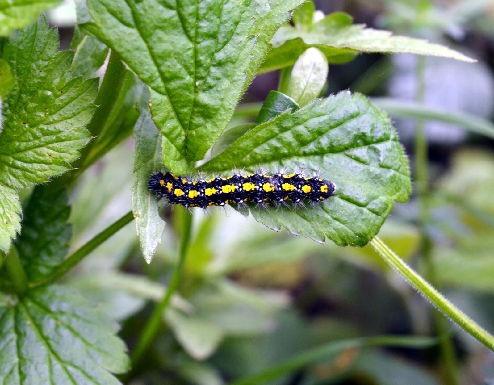 Nikon D3200 sample photo. Caterpillar, butterfly, insect photography