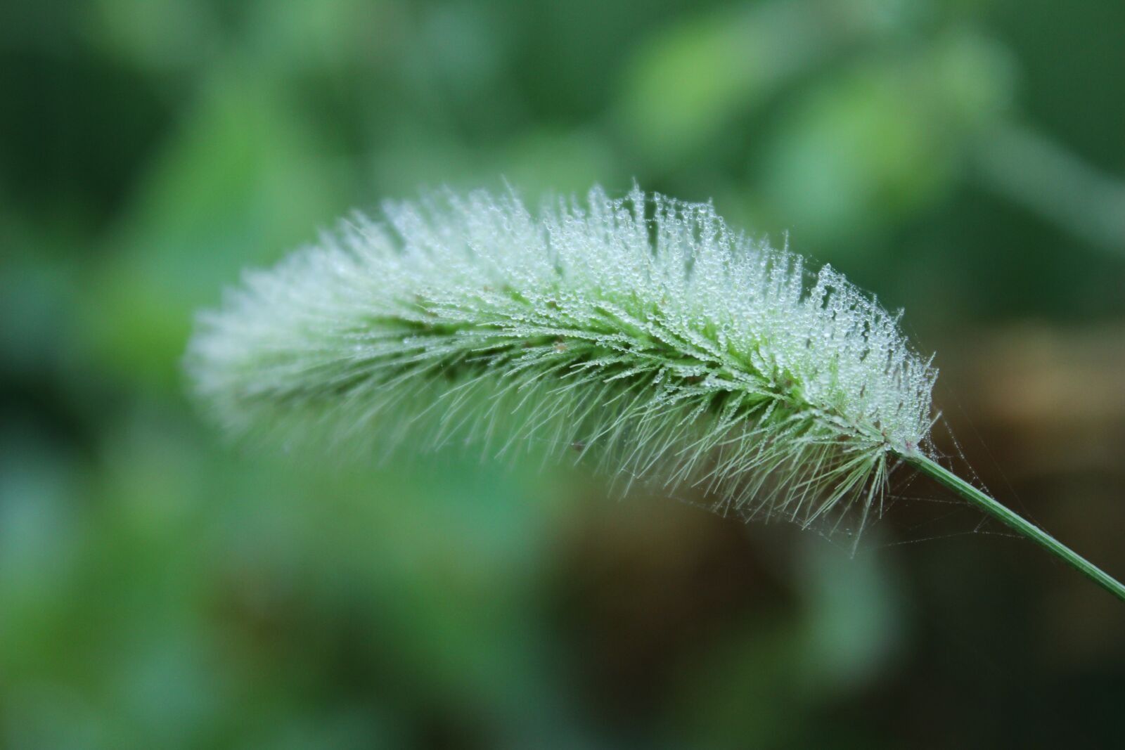 Canon EOS 600D (Rebel EOS T3i / EOS Kiss X5) sample photo. Water drops, intensive, prick photography