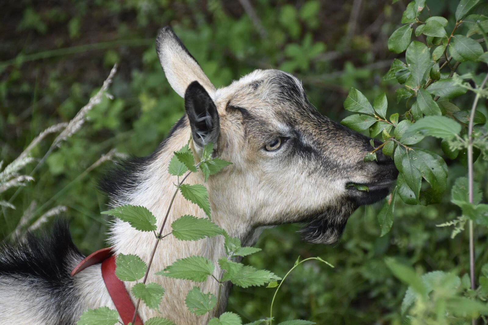 Nikon D5600 sample photo. Goat, herbivore, mammal photography