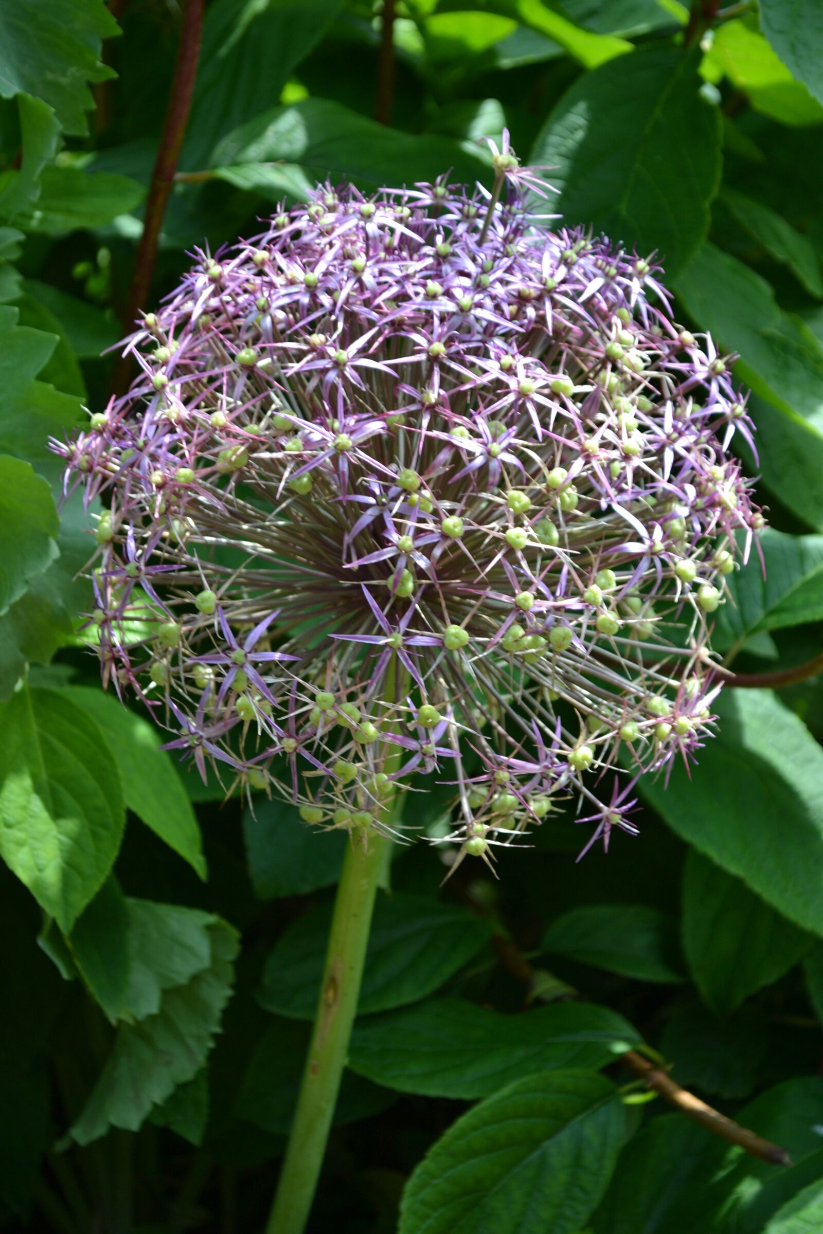 Nikon D3100 sample photo. Allium, seedhead, flower photography
