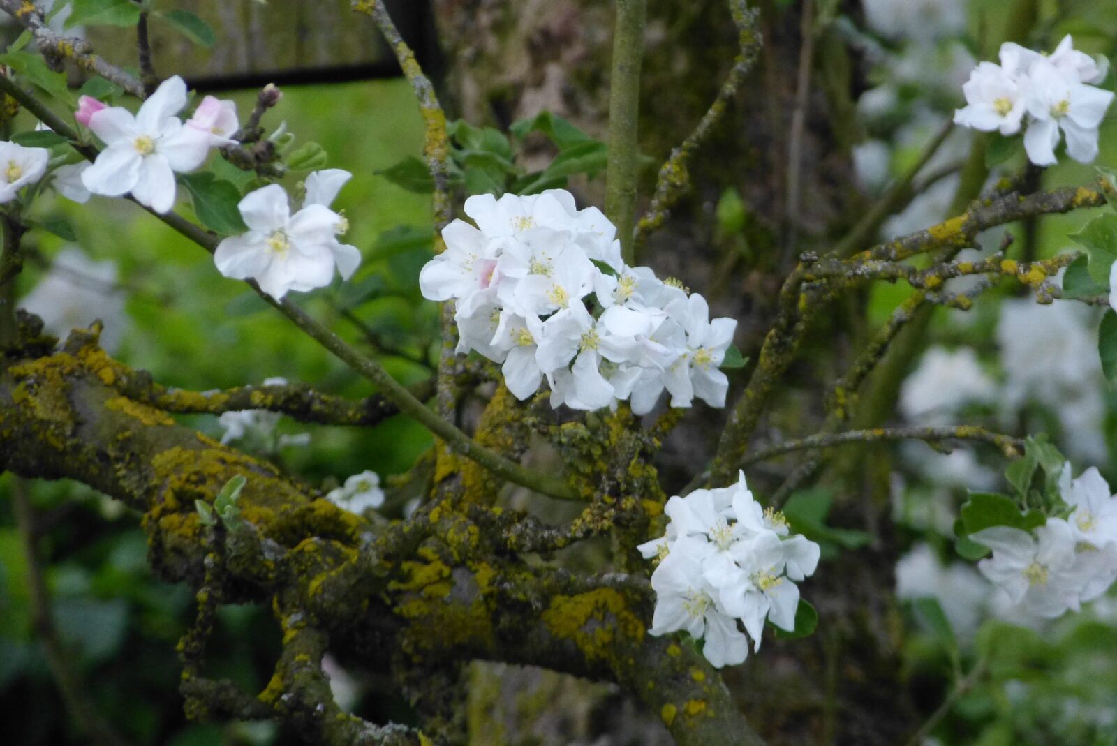 Panasonic Lumix DMC-FZ150 sample photo. Apple tree, apple blossom photography